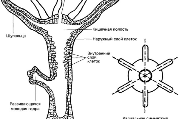 Kraken вход kraken torion