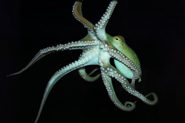 Kraken ссылка onion 2kmp